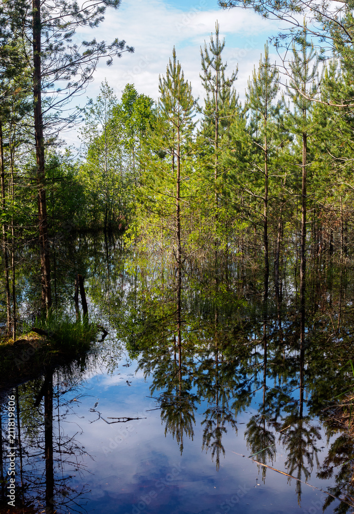 Forest reflected in water Forest reflected in water