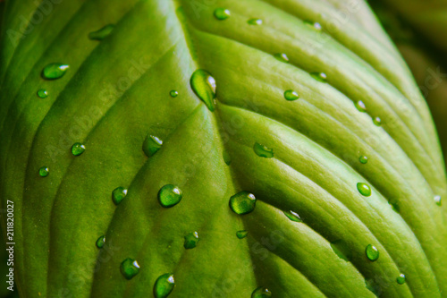 Leaf with water drops