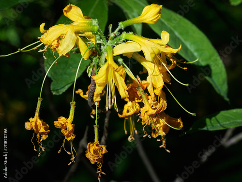 wild rhododendron yellow