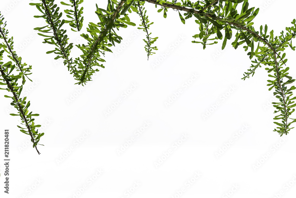 Green leaves of Terminalia ivorensis tree on white background.