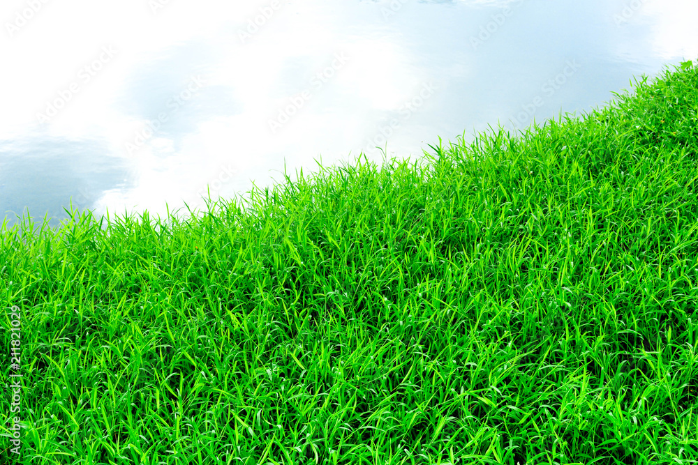Green grass beside the pond in the nature with reflection from the sky - background Green grass beside the pond in the nature with reflection from the sky - background
