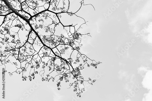 silhouette tree branches and leaves in nature - monochrome