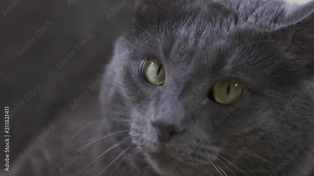 Adult gray cat looking at the camera. Close-up of cat face. Adult gray cat looking at the camera. Close-up of cat face.