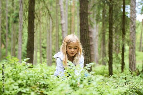 Child blond little girl picking fresh berries on blueberry field in forest. Child pick blue berry in the woods. 