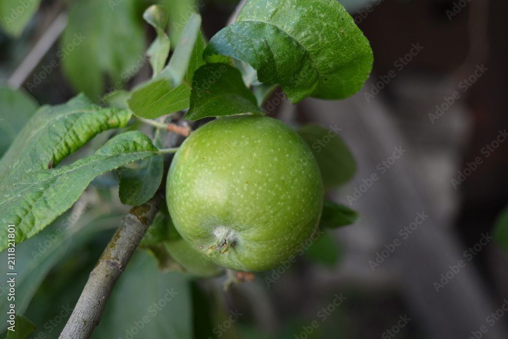 On a green tree weighs one fresh apple with leaves