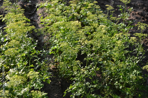 On the ground grows beds of green parsley with seeds