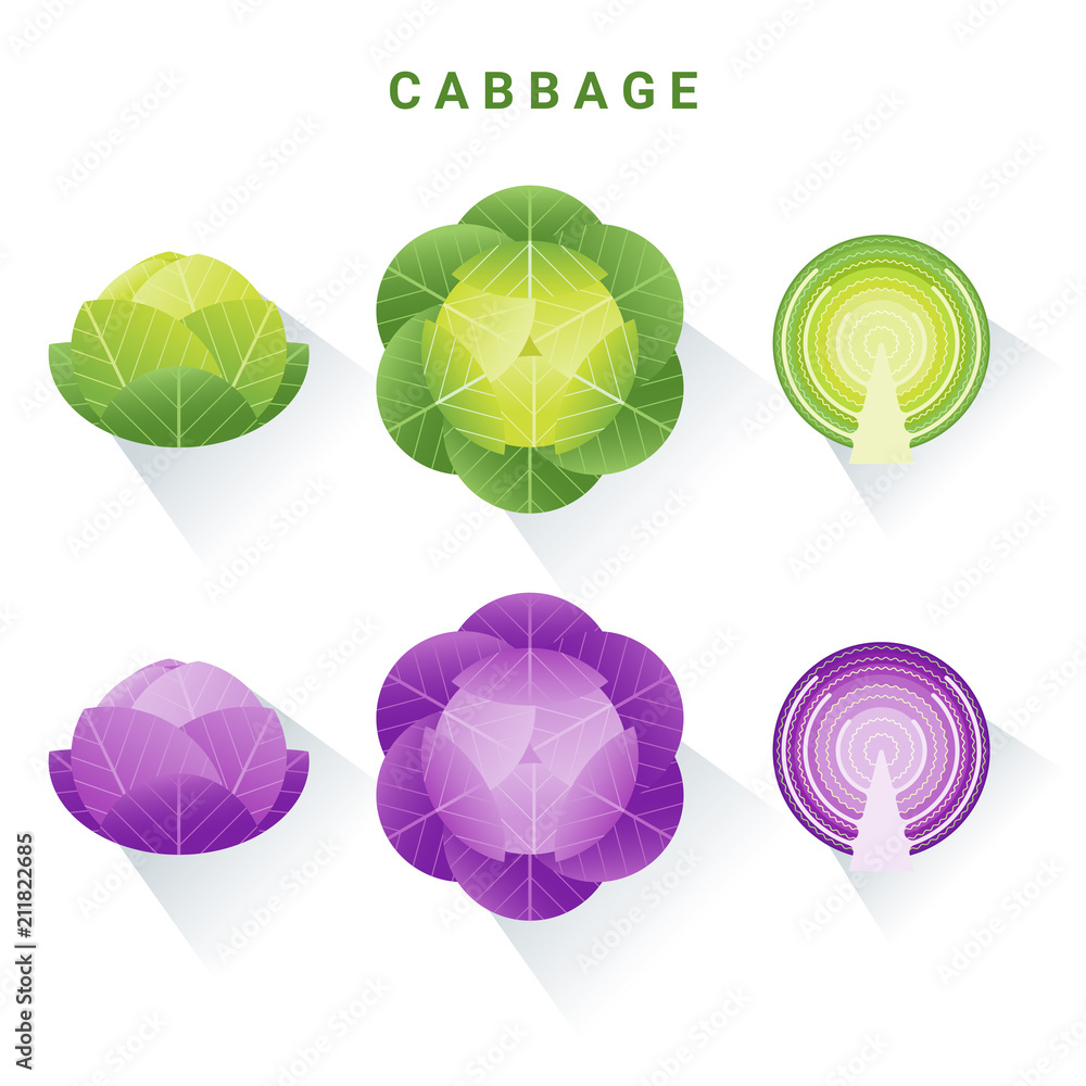 Set of fresh green and red cabbages isolated on white background , vector , illustration Set of fresh green and red cabbages isolated on white background , vector , illustration