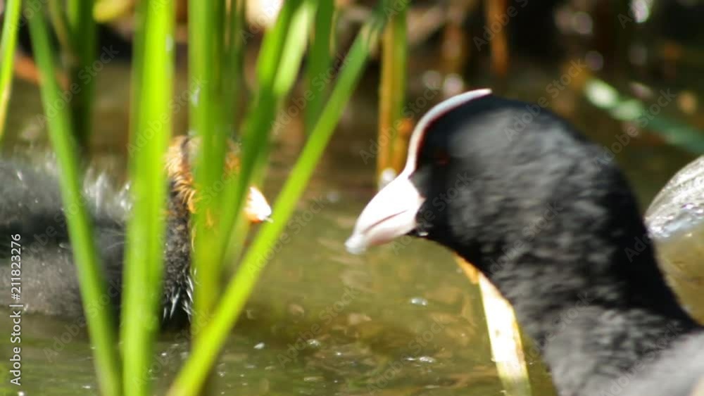 Mother bald-coot feeds her chick in the reeds Mother bald-coot feeds her chick in the reeds