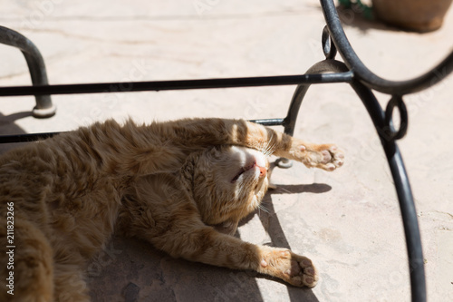 Sleeping cat from Morocco