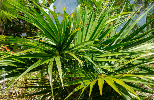 Florida thatch palm  Thrinax radiata  - Davie  Florida  USA