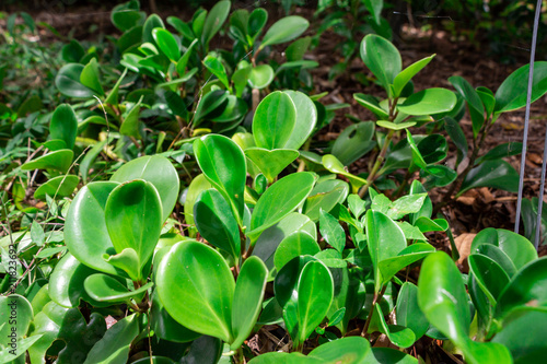 Baby rubber plant  Peperomia obtusifolia  - Davie  Florida  USA