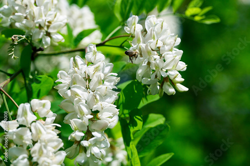Bee on white acacia flowers. Close-up.