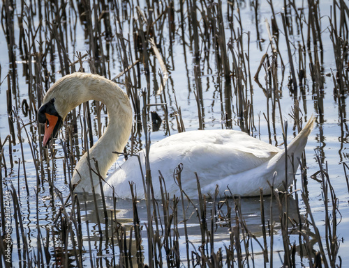 Mute swan feeding in the marsh
