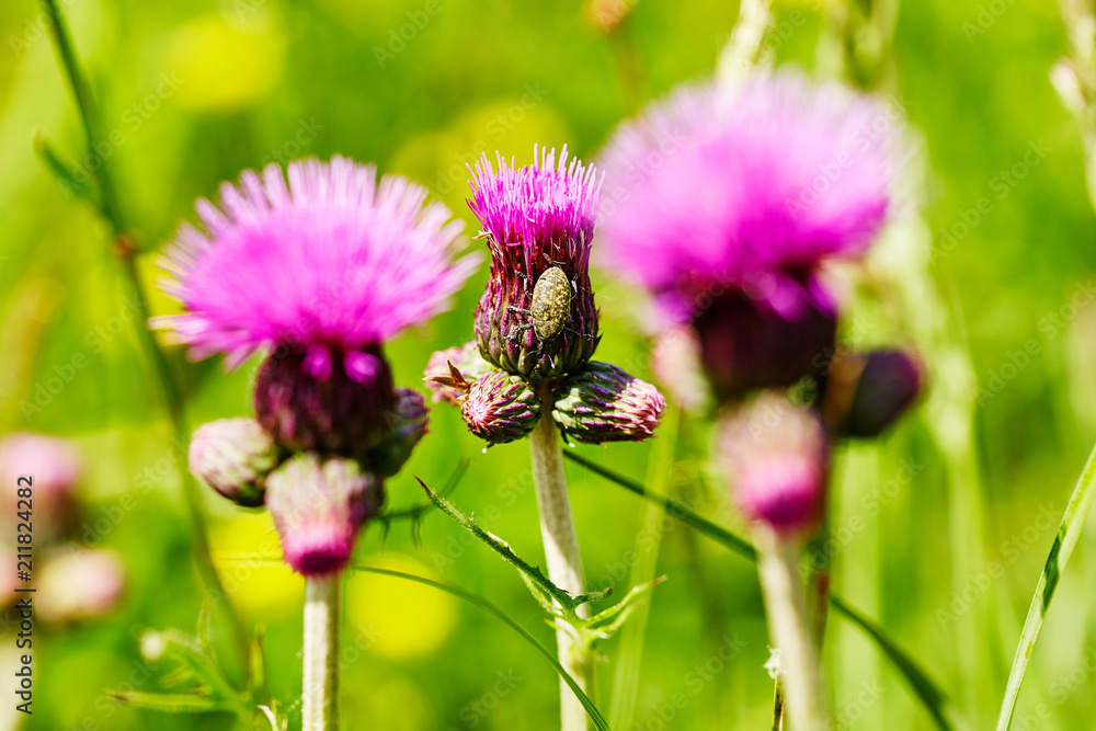 A pink hornbill flower with a small insect on one of them. Ice plants or carpet weeds. A pink hornbill flower with a small insect on one of them. Ice plants or carpet weeds.