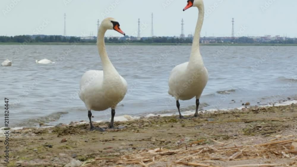 Swans stand on the shore of the Kaliningrad Gulf and watch Swans stand on the shore of the Kaliningrad Gulf and watch