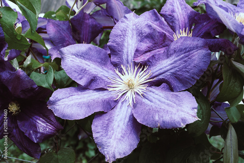 Purple beautiful flower Clematis Jackmanii. Nature background photo