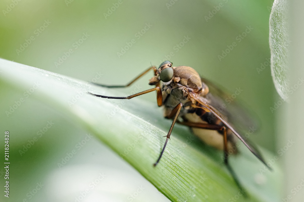 mouche mouche