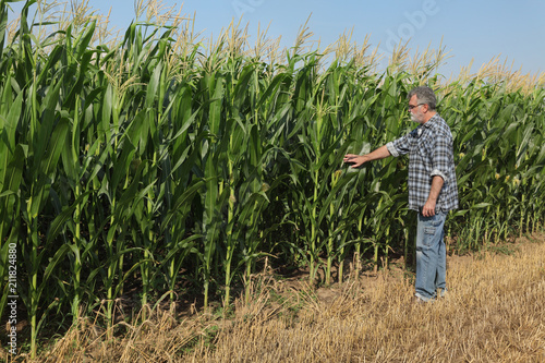 Farmer or agronomist inspecting quality of corn plants in field in early summer