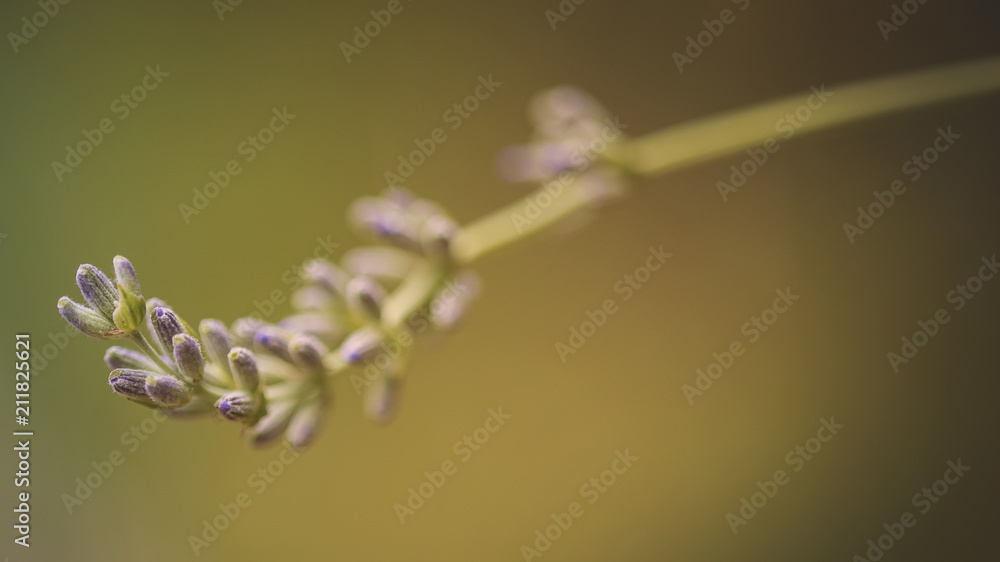 custom made wallpaper toronto digitalLavedner flower at the sunset