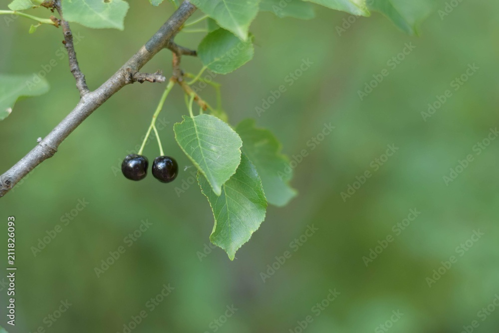 small black berries on a tree. summer natural background. close-up small black berries on a tree. summer natural background. close-up