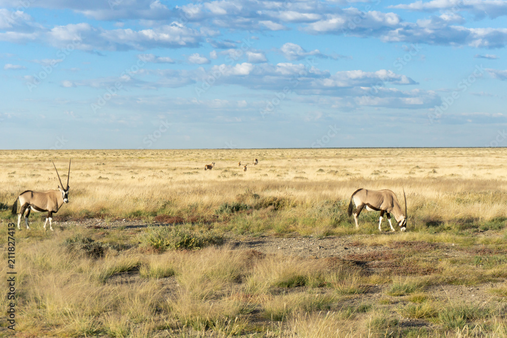 Naklejka premium Oryx in Namibian landscape.