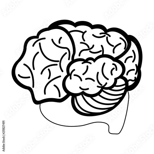 Brain hemispheres cartoon vector illustration graphic design