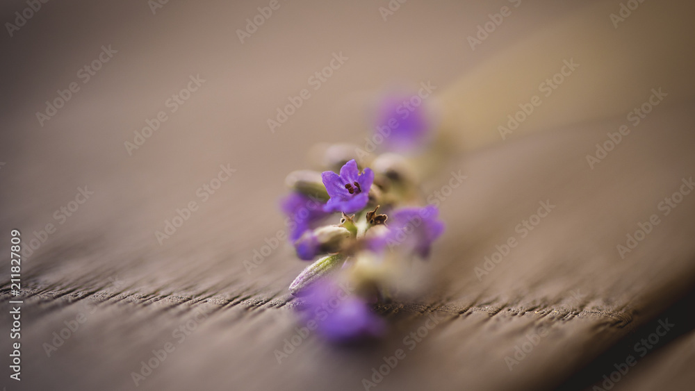 custom made wallpaper toronto digitalMacro on lavender flower 