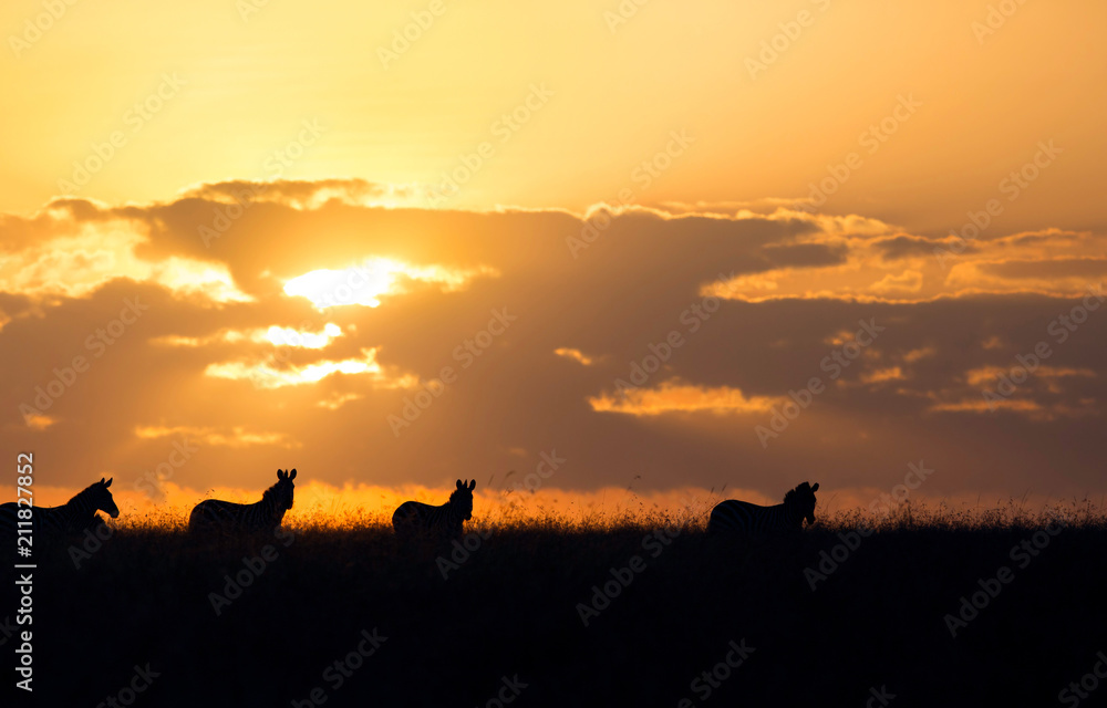 Silhouette of Zebras during sunrise at Masai Mara 