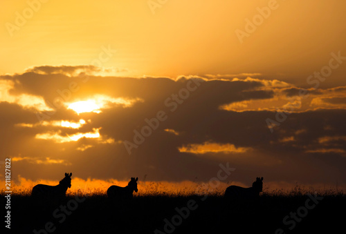 Fototapeta Naklejka Na Ścianę i Meble -  Silhouette of Zebras at sunset at Masai Mara