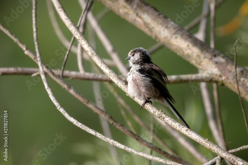 Long tailed tit