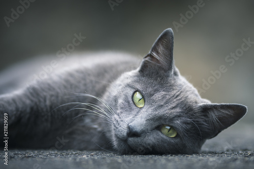 Chat gris aux yeux vert photo