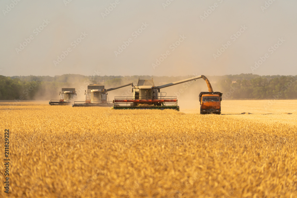 Fototapeta premium Harvesting of wheat. Combine harvesters at work