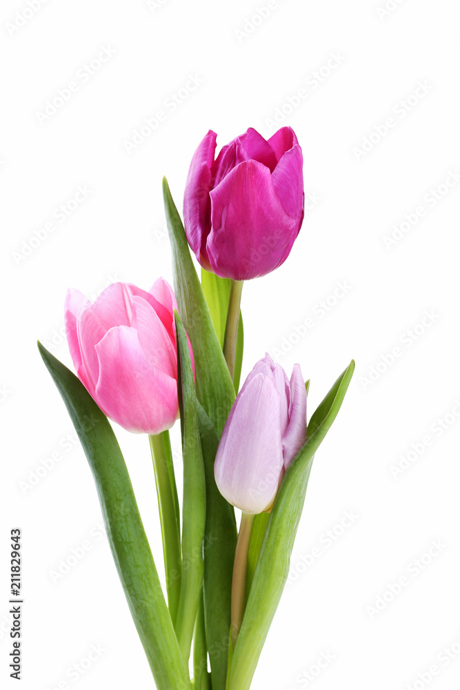 Bouquet of tulips isolated on white background