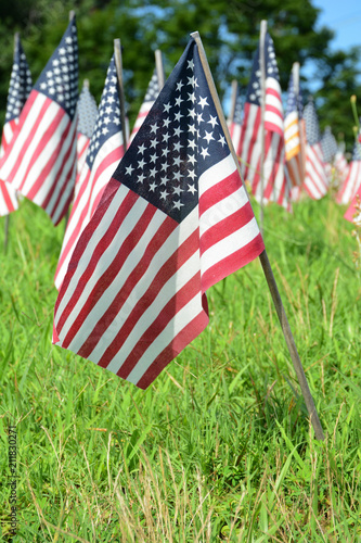 field of american flags patriotic symbol