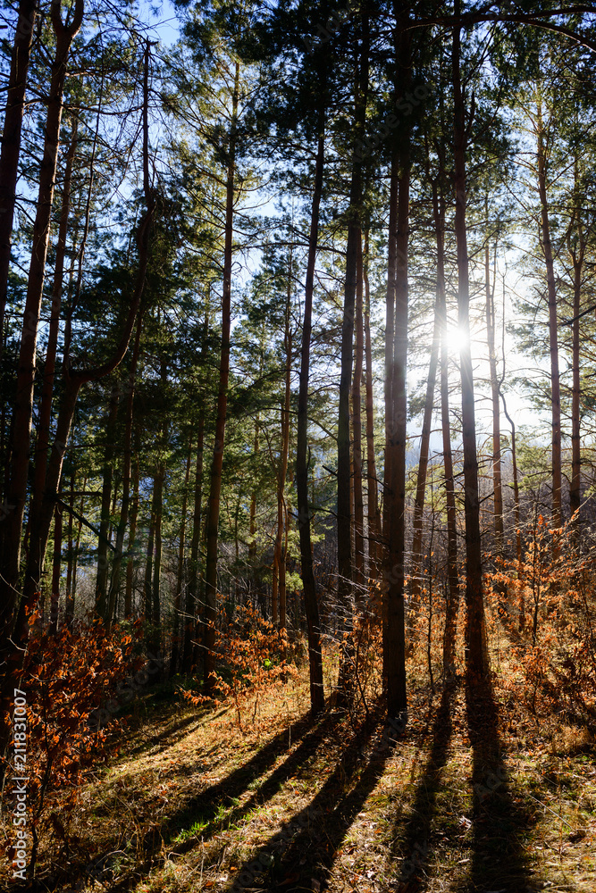 Obraz premium Forest landscape at sunset