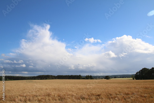 Traumhafte Wolken über dem Weizenfeld