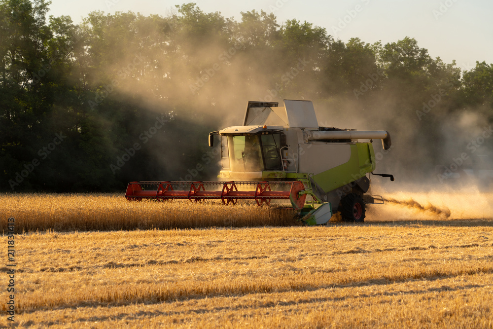 Fototapeta premium Combine harvester for harvesting wheat. 