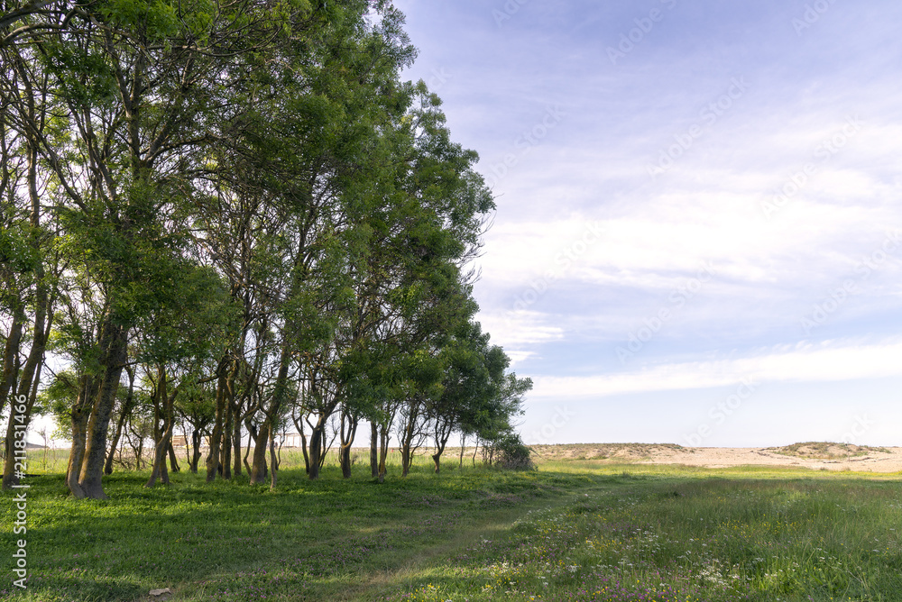 Spring evening in a forest by the sea. The path passes along the edge of the forest and leads to the beach Spring evening in a forest by the sea. The path passes along the edge of the forest and leads to the beach