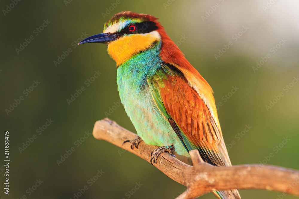 exotic bird sitting on a dry branch exotic bird sitting on a dry branch