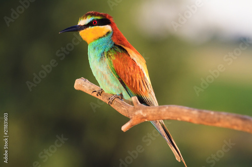exotic wild bird sitting on a dry branch