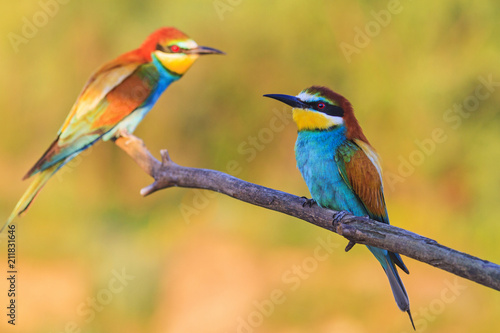 pair of bee-eaters sitting on a dry branch