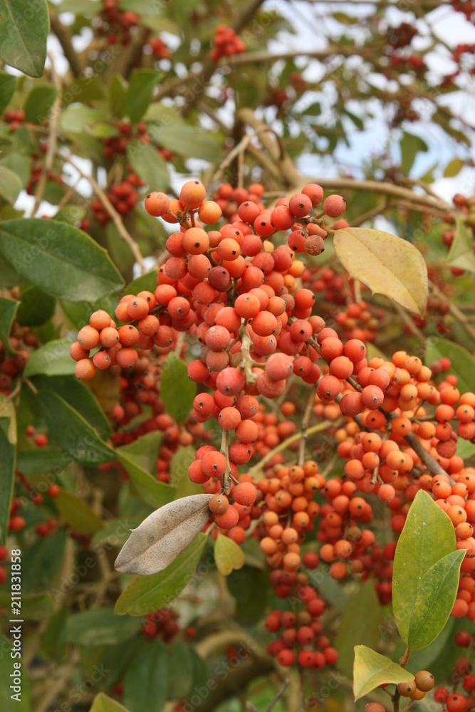 Obraz premium kkp trees
