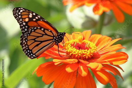 A Monarch Butterfly feeds on the Heirloom Zinnia flowers in my garden on a summer day.   © Melody Mellinger