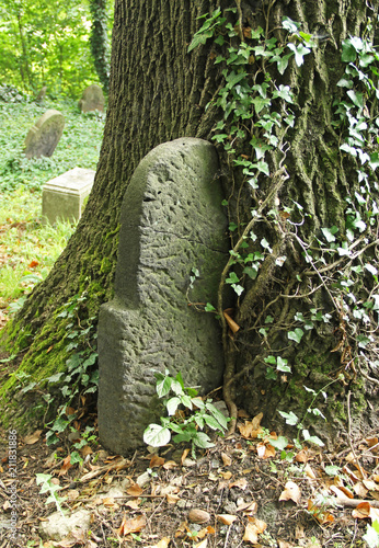 tombstone ingrown into the trunk of a tree on the old jewish cemetery in Cieszyn, Poland