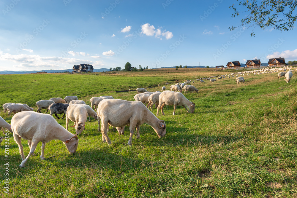 Obraz premium A lot of sheep on the beautiful green meadow in Pieniny. Poland.