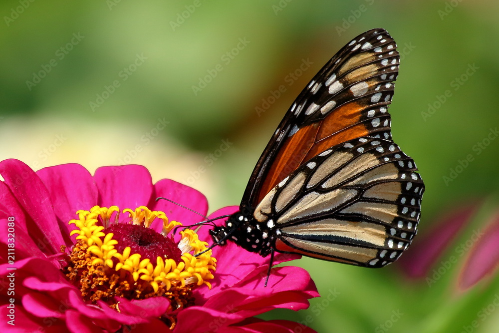 Obraz premium Monarch Butterfly żywi się kwiatami Heirloom Zinnia w moim ogrodzie w letni dzień.