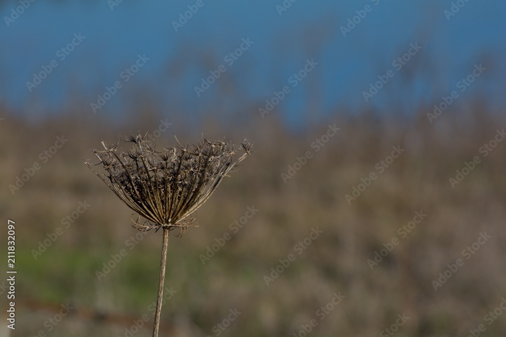 Nathure Nathure