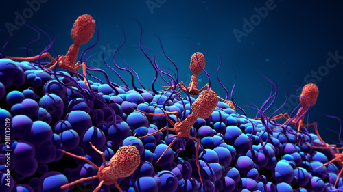 Bacteriophage infecting bacterium photo