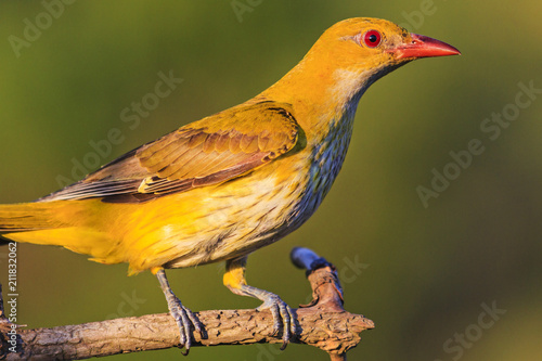 yellow exotic bird with red beak photo