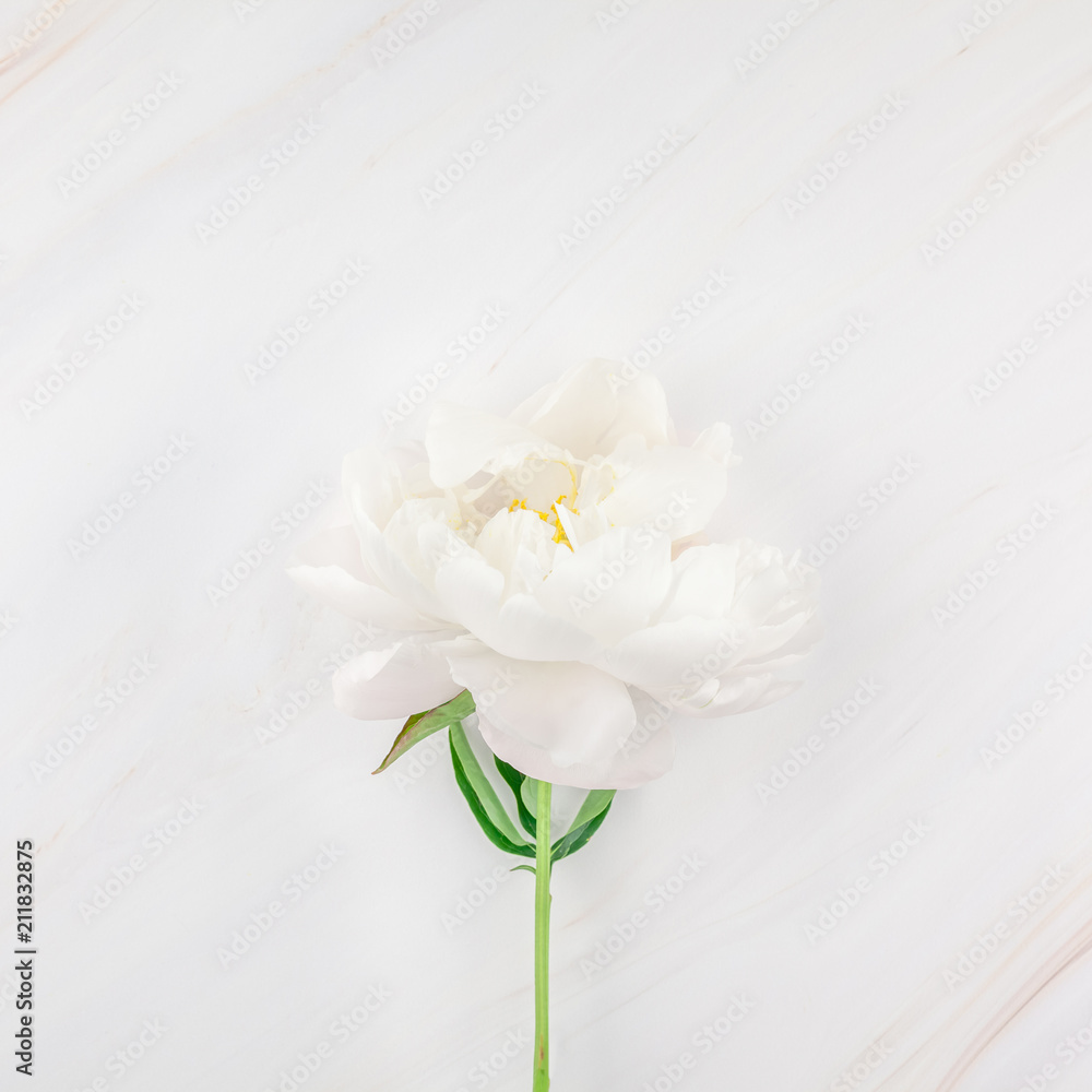 White peony flowers on marble background